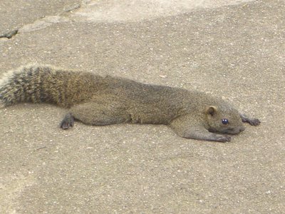 🐿️ 킨카산 다람쥐 마을 (기후 킨카잔 리스무라)